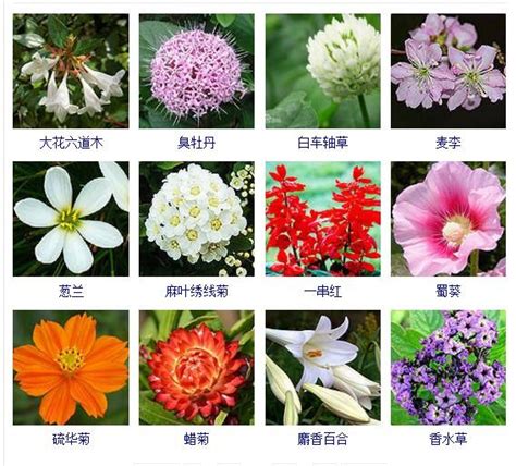 草的名字|常见的100多种花草名字都在这里，再不需要识花软件。